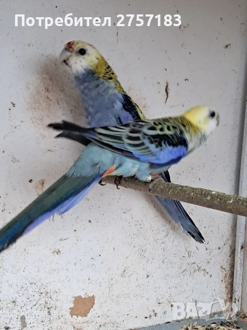 продавам чифт белоглава розела