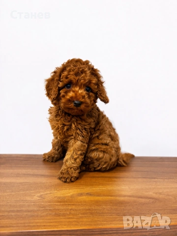 Той Пудел Момче  /Toy Poodle, снимка 2 - Пудели - 53305362
