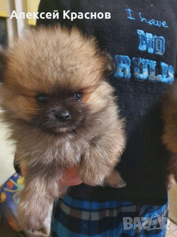 готини момчета, снимка 3 - Померан - 54270240