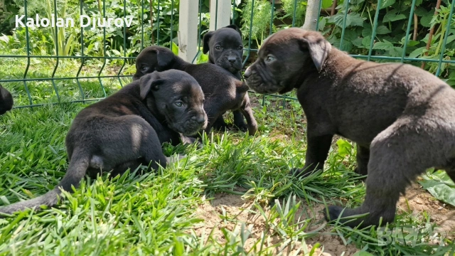 продавам кученца кане корсо , снимка 4 - Кане корсо - 54979573