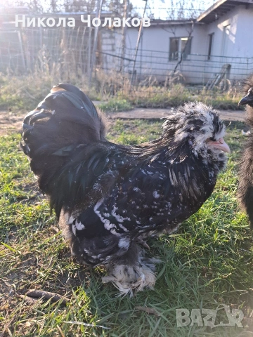 Американски копринки петли , снимка 4 - Кокошки и пуйки - 54305745