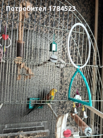 Мъжки поен папагал, снимка 10 - Папагали - 54084418