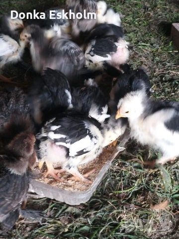 пилета, снимка 5 - Кокошки и пуйки - 54304411