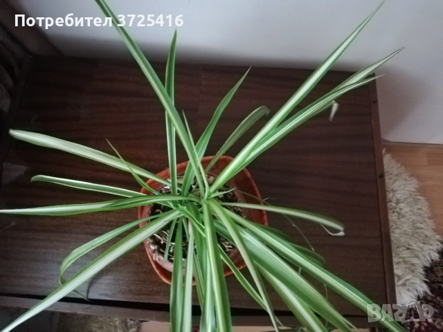 Зелена лилия/хлорофитум/- 2 броя, снимка 6 - Стайни растения - 54895666