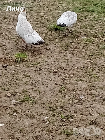 яйца от пауни , снимка 5 - други­ - 54164995