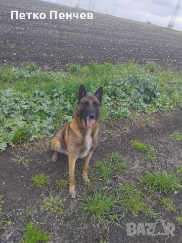 белгийска овчарка малиноа, снимка 3 - Белгийска овчарка - 54305738