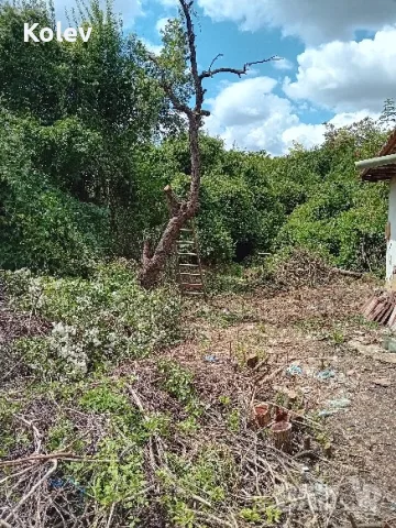 Къща с двор 2,5 декара в село Ресен, снимка 12 - Къщи - 55335764