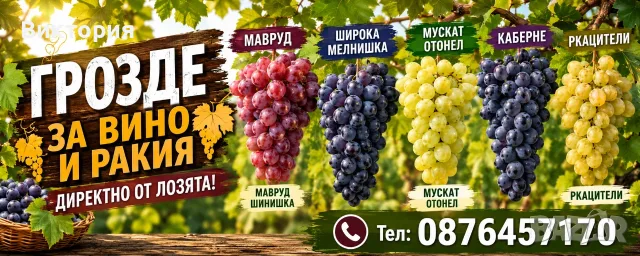 Грозде за вино и ракия