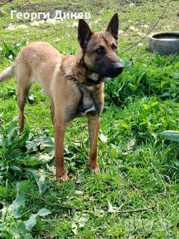Мъжко на година !!! , снимка 4 - Белгийска овчарка - 54108329