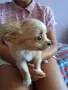 дългокосместта принцеса. Чихуахуа , снимка 1