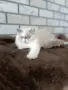 Персийско коте 😻💙, снимка 10