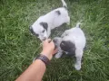 *кученца спешно*, снимка 3