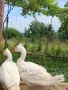 Качулата чешка гъска, снимка 7
