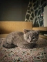 Британски котенца, снимка 1