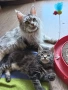 Мейн Куун котета, снимка 5