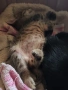 Малки котенца търсят дом, снимка 6