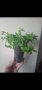 Колумнея, columnea Orange Sherbet, снимка 3
