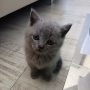 Британски късокосмести котета, снимка 7