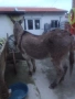 Продавам Женско Магаре , снимка 7