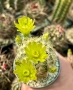 Кактус Echinocereus viridiflorus var. correllii, снимка 2