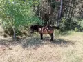 мъжко пони бартер , снимка 1