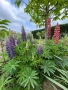Лупина , снимка 2