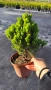 Смърч Коника, Смърч джудже,  PICEA GLAUCA CONICA, снимка 4