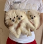 Померан момчета и момичета, снимка 4