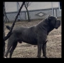 Кане корсо , снимка 8