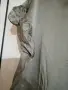 Италианска сатенена рокля , снимка 11