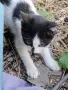 Котета подарявам!!!, снимка 2