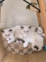 Ragdoll Cats / Регдол Котенца , снимка 12