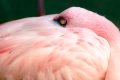 Nikon AF-S 55-300mm f/4.5-5.6G ED VR обектив Никон, снимка 6