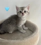 Британски и шотландски клепоухи котенца, снимка 4