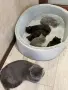 Британски късокосмести, снимка 6