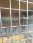 Продавам пойни папагали, снимка 4