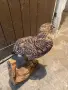 Продавам препариран глухар, снимка 1
