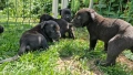 продавам кученца кане корсо , снимка 4