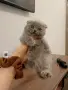 продавам бебе британче , снимка 1