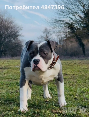 Уникално женско Американско Були XL(American Bully XL) – Blue & White, снимка 2 - Питбул - 54782152