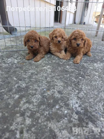 Пудел мини mini poodle, снимка 2 - Пудели - 55404558
