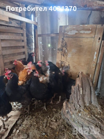 Селски кокошки