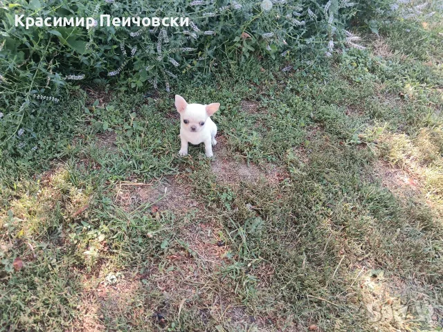 женско чихуахуа. 