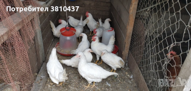 Продавам стато ярки и петли Бял Легхорн , снимка 3 - За птици - 54626355