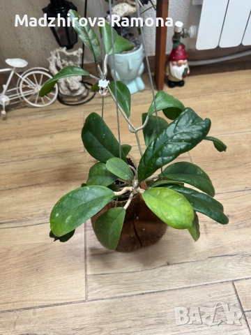 Hoya Хоя CV.Viola 
