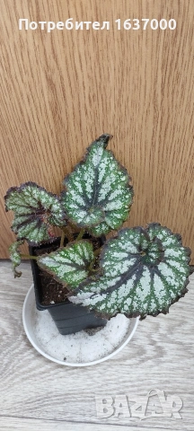 Бегония DS- Ураган