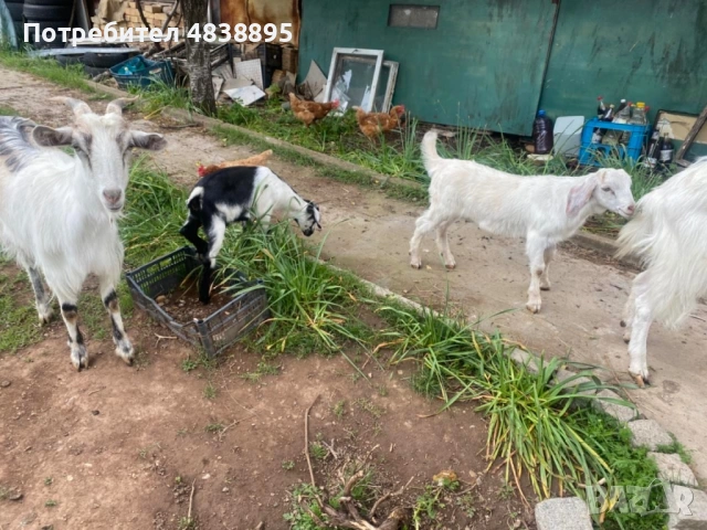 Продавам кози, снимка 4 - Кози - 54681653
