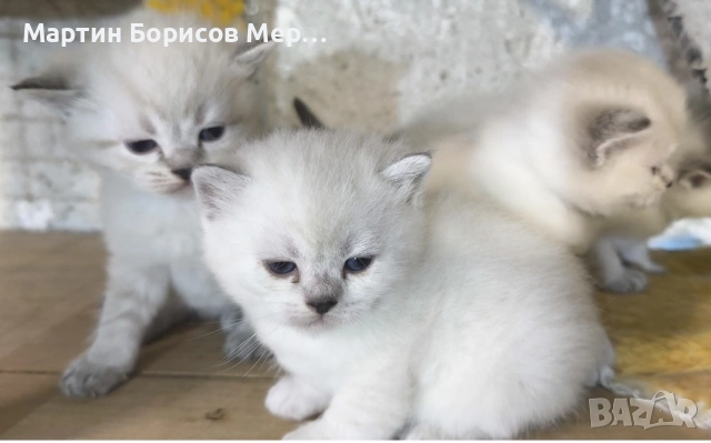 британски късокосмести, снимка 7 - Британска късокосместа - 54685046