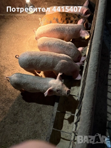 Продаваме прасета , снимка 5 - Прасета - 53996416