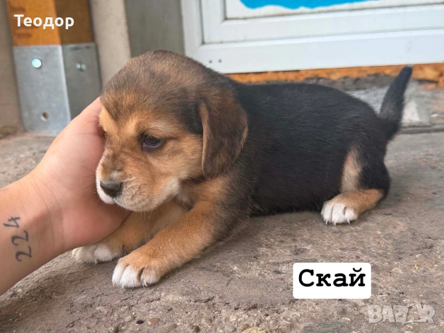 подаряват се. 